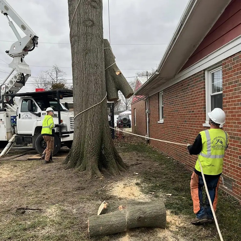 Experienced Tree Removal Contractors in Springfield