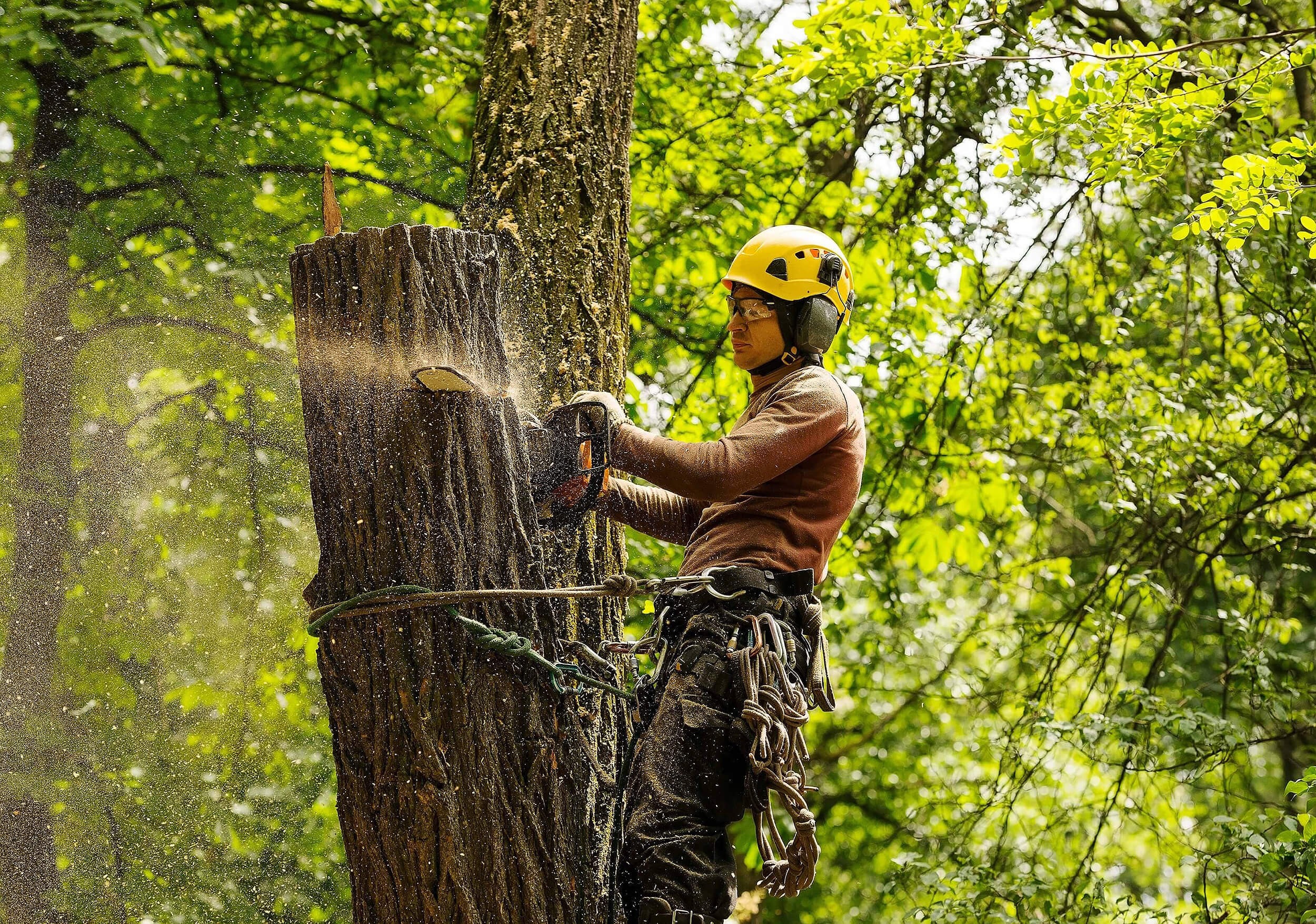 Local Cedar Park Tree Service That Delivers Safe and Efficient Results