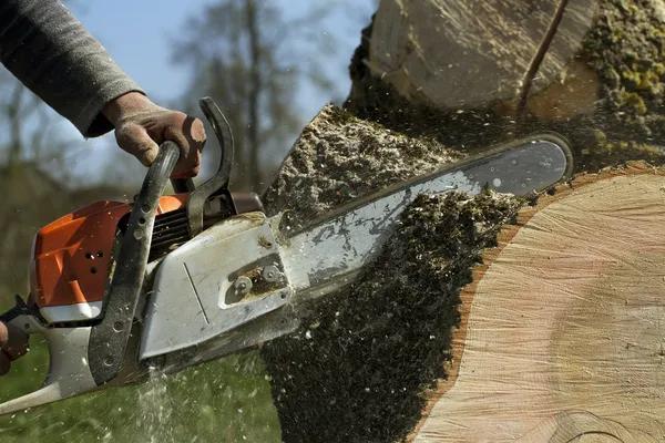 Expert Tree Cutting Service for Homes and Commercial Properties
