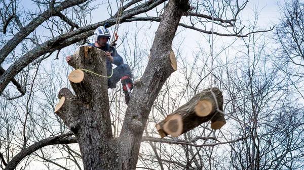 Trusted Experts Providing Tree Cutting Service Near You